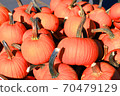 A bunch of orange pumpkins outside in the field under sun. Holiday concept. 70479129