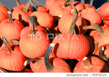 A bunch of orange pumpkins outside in the field under sun. Holiday concept. 70479129