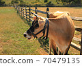 Brown cow in the field with the wooden fence on the back. Autumn time 70479135