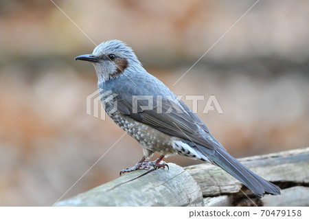 石上公園Hy 70479158