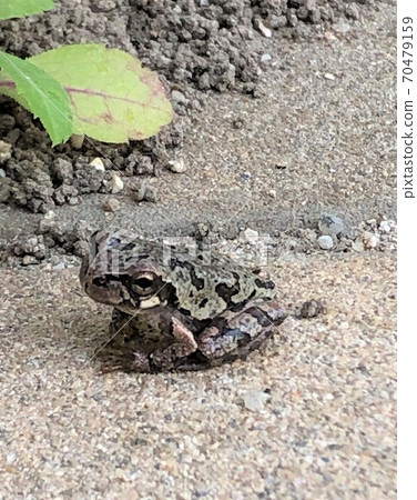 與地面融為一體的Hiki青蛙 70479159