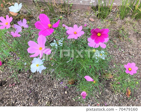 在花床上長大的波斯菊 70479160
