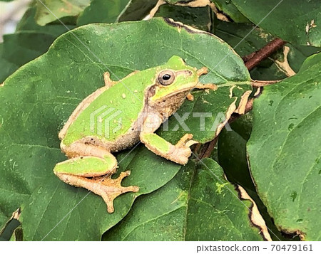 Japanese tree frog relaxing on the leaves Japanese tree frog relaxing on the leaves 70479161