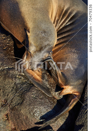 sea lion Galapagos Ecuador 70479336