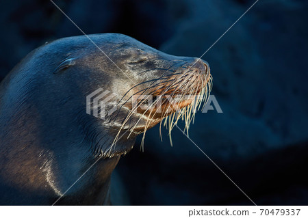 sea lion head face portrait Galapagos Ecuador sea lion head face portrait Galapagos Ecuador 70479337