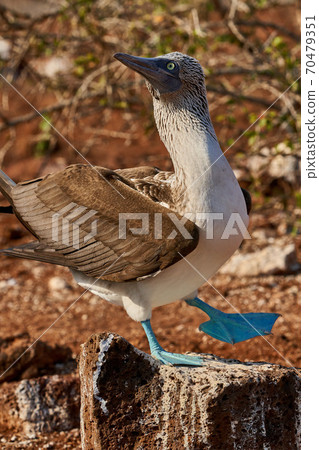 Blue Footed Booby Sula nebouxii north seymour island Galapagos Ecuador 70479351