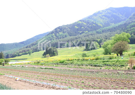 EOS7D阿爾卑斯山公園里山文化區菜籽花第4部分 70480090