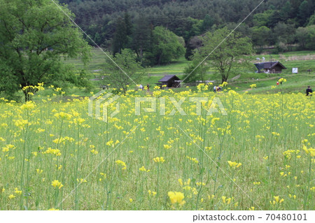 EOS7D阿爾卑斯山公園里山文化區菜籽花15 EOS7D阿爾卑斯山公園里山文化區菜籽花15 70480101