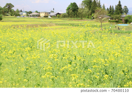 EOS7D阿爾卑斯山公園里山文化區菜籽花第24部分 70480110