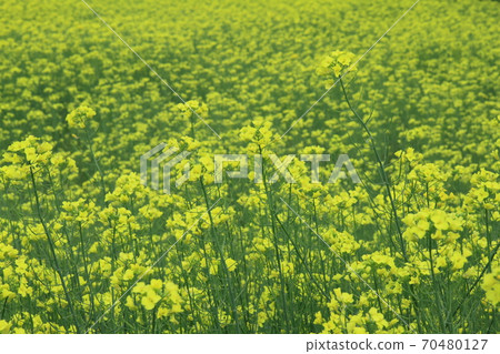 EOS7D阿爾卑斯山公園里山文化區菜籽花41 70480127