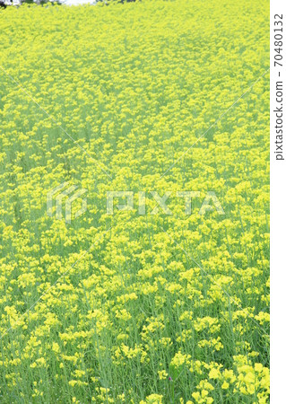 EOS 7D Alps Park Satoyama Cultural Zone Rape blossoms Part 46 EOS 7D Alps Park Satoyama Cultural Zone Rape blossoms Part 46 70480132
