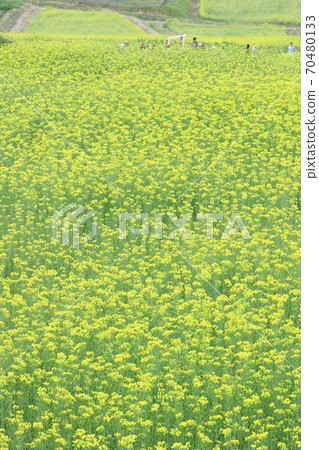 EOS 7D Alps Park Satoyama Cultural Zone Rape blossoms Part 47 70480133