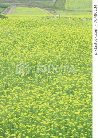 EOS 7D Alps Park Satoyama Cultural Zone Rape blossoms Part 48 EOS 7D Alps Park Satoyama Cultural Zone Rape blossoms Part 48 70480134