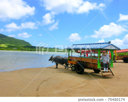 乘坐水牛車前往由布島 70480174