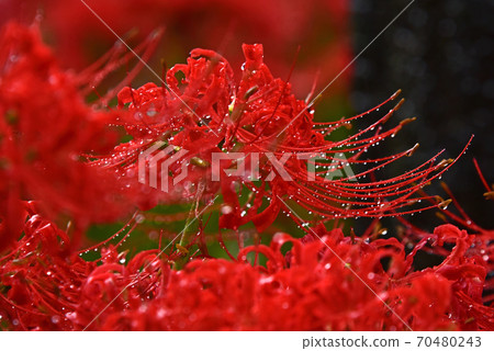 Cluster amaryllis Cluster amaryllis 70480243
