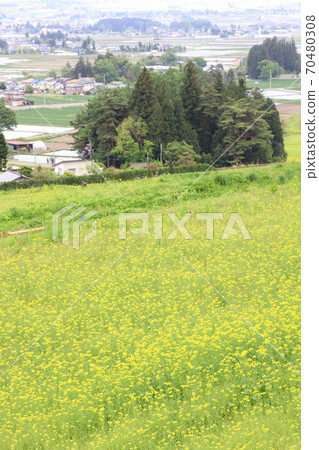 EOS 7D Alps Park Satoyama Cultural Zone Rape blossoms Part 62 EOS 7D Alps Park Satoyama Cultural Zone Rape blossoms Part 62 70480308