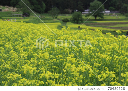 EOS7D阿爾卑斯山公園里山文化區菜籽花82 70480328