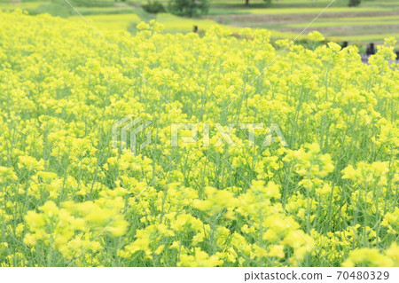 EOS7D阿爾卑斯山公園里山文化區菜籽花第83部分 70480329