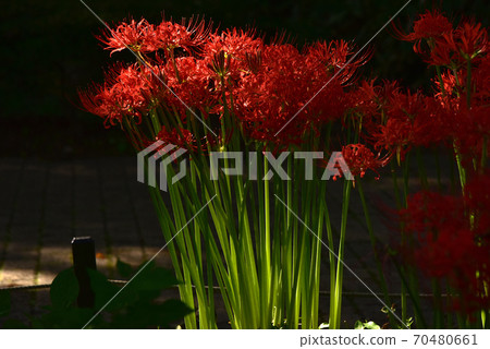 Cluster amaryllis 70480661