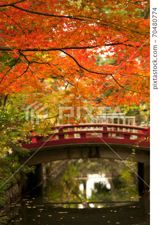 [鎌倉]鶴岡八man宮（白ata神社附近） 70480774