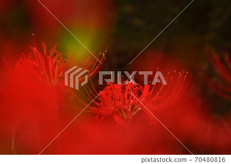 Cluster amaryllis Cluster amaryllis 70480816