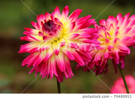 A glamorous dahlia named "Beauty Princess" (5) A glamorous dahlia named "Beauty Princess" (5) 70480951