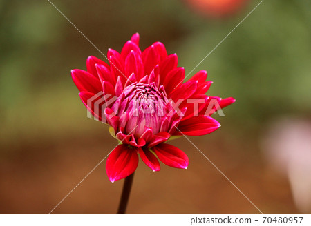 名為“冬季星座”的紅色達莉亞（1） 70480957