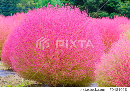 Autumn leaves of Hokigusa 1 70481038