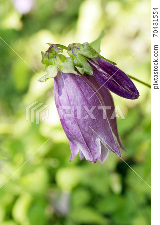 The wild bell grass (Canterbury bells) is cute The wild bell grass (Canterbury bells) is cute 70481554