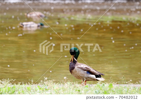 Waterside Mallard（男） 70482012
