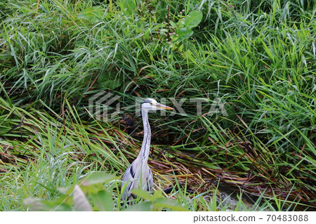 Gray heron looking for food in the river Gray heron looking for food in the river 70483088