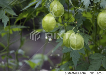 Hanging Balloon Vine Fruit Cardiospermum Stock Photo