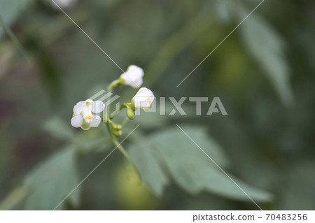 Balloon vine buds and flowers that are about to open / Cardiospermum halicacabum 70483256