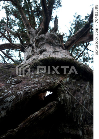 Yakusugi Giant Tree (Mandai Sugi) Yakushima Yakusugi Giant Tree (Mandai Sugi) Yakushima 70483399
