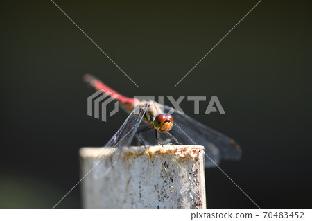 Red dragonfly [Natsu Akane] ♀ 70483452