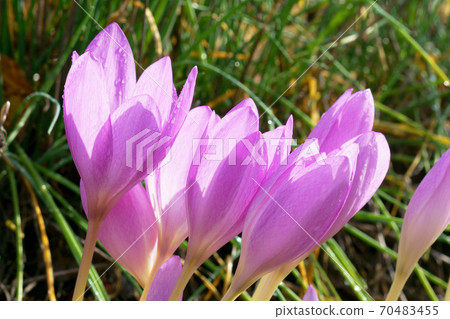 Canine saffron 70483455