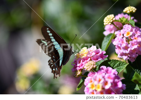 Visiting flowers of Aossia 70483613