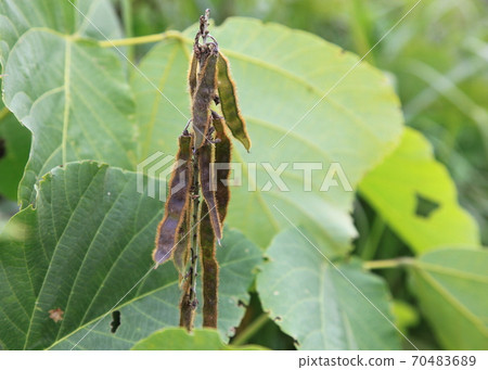 A pod of moth 70483689