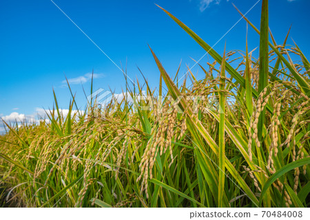 Japanese landscape "Inaho" 70484008