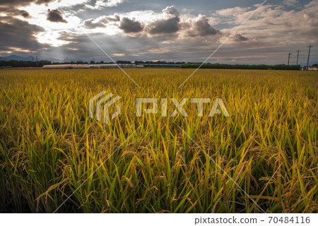 稻田被夕陽照亮了[Sa玉縣上里町] 70484116