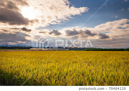 稻田被夕陽照亮了[Sa玉縣上里町] 70484120