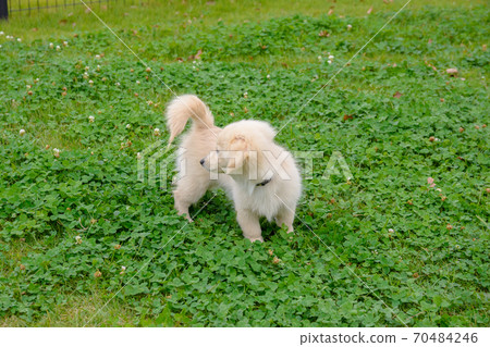 A puppy playing happily in a dog park 70484246