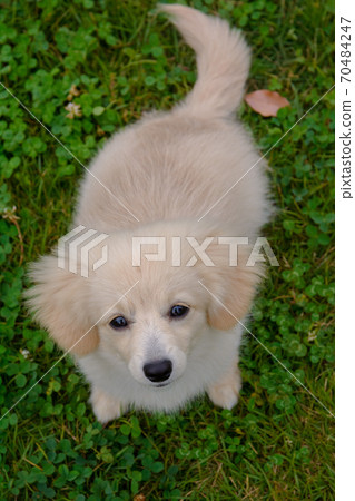 Puppy mixed dog Pomex 70484247