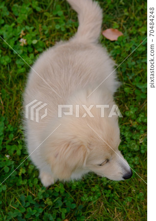 Puppy mixed dog Pomex 70484248
