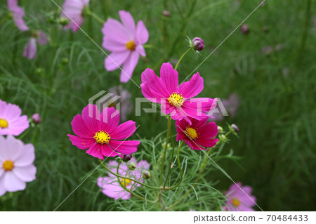 Dark pink cosmos with pollen Dark pink cosmos with pollen 70484433