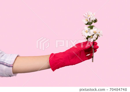 Female hand in a pink glove holds a flower. Stay safe stay home Female hand in a pink glove holds a flower. Stay safe stay home 70484748