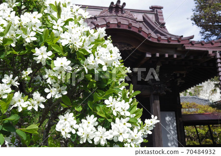 [Kamakura / Daigyoji Temple] Rikyu Ume 70484932