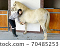young woman cleans the horse's hooves 70485253