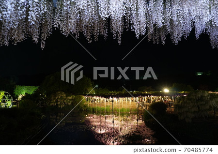 Ashikaga Flower Park Yaefuji lit up as seen from the light red bridge Ashikaga Flower Park Yaefuji lit up as seen from the light red bridge 70485774