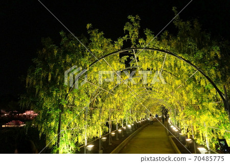 足柄花卉公園Kibana紫藤隧道照明 足柄花卉公園Kibana紫藤隧道照明 70485775